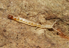 Evalljapyx dispar