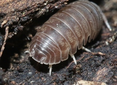 Venezillo microphthalmus