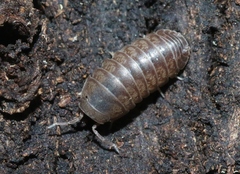 Venezillo microphthalmus