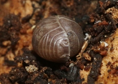 Venezillo microphthalmus