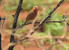 Lagonosticta rhodopareia