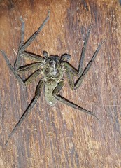 Heteropodinae