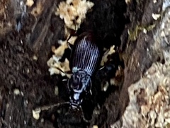 Gastrellarius honestus