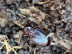 Gastrellarius honestus