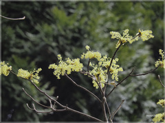 Sassafras randaiense