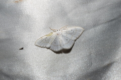Ditrigona virgo