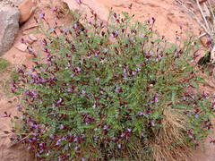 Astragalus preussii