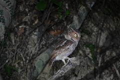 Otus spilocephalus
