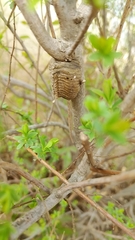 Hierodula patellifera patellifera