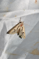 Orthosia nigromaculata