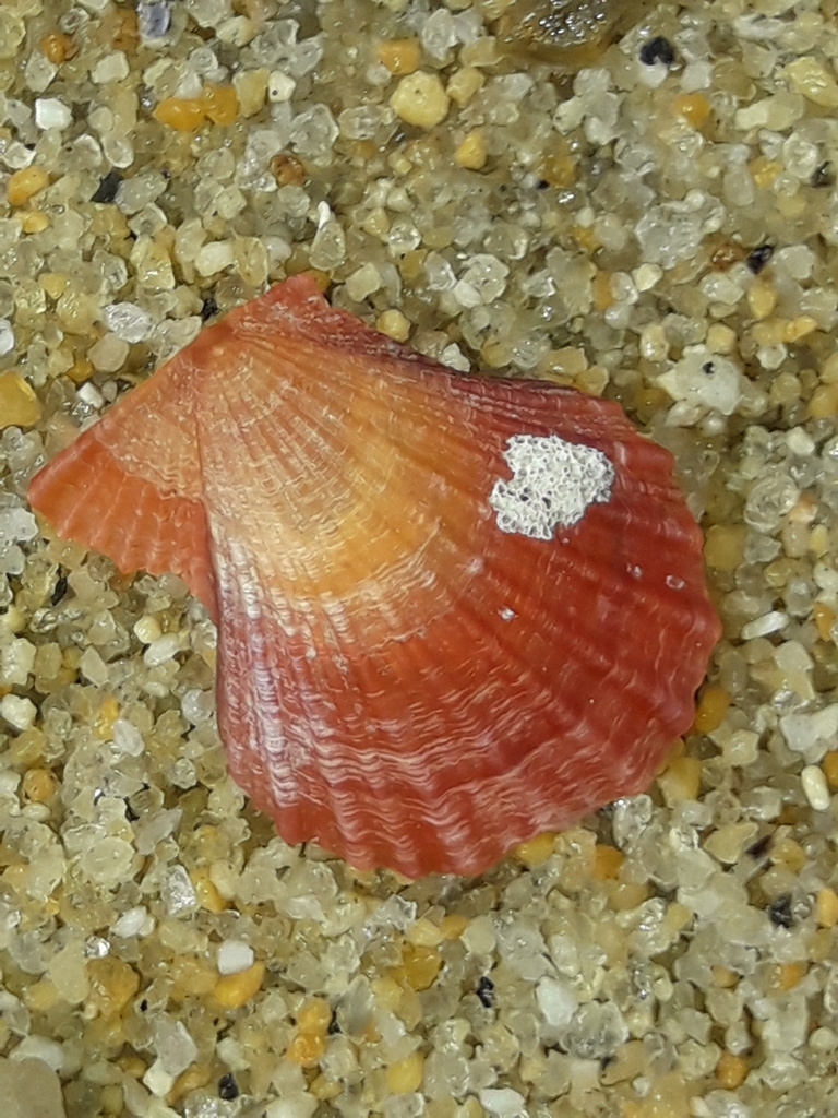 New Zealand fan scallop from Tasman 7197, New Zealand on February 26