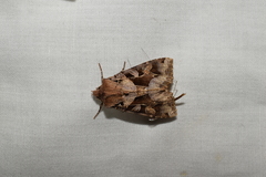 Clavipalpula aurariae