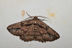 Menophra senilis