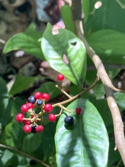 Ardisia compressa