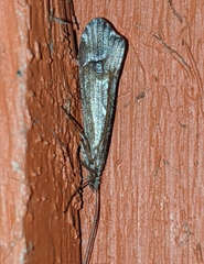 Glyphopsyche irrorata