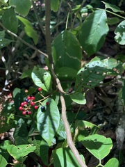 Ardisia compressa