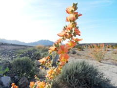 Sphaeralcea coulteri