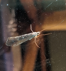 Glyphopsyche irrorata