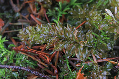 Plagiomnium venustum