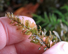 Plagiomnium venustum