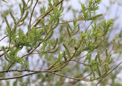 Salix udensis iNat (3)