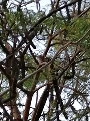 Glaucidium brasilianum