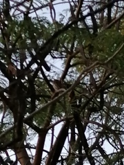 Glaucidium brasilianum