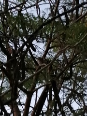 Glaucidium brasilianum