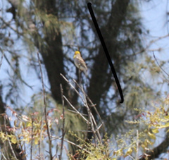 Ploceus sakalava