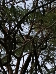 Glaucidium brasilianum