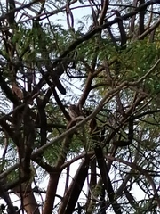 Glaucidium brasilianum