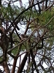 Glaucidium brasilianum