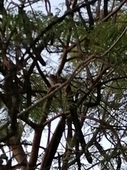 Glaucidium brasilianum