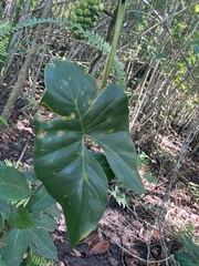 Montrichardia arborescens