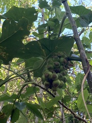 Montrichardia arborescens