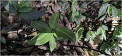 Goodyera foliosa