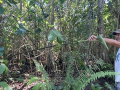 Montrichardia arborescens