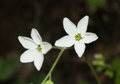 Lithophragma cymbalaria