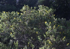 Dendromecon harfordii