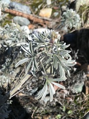 Lupinus obtusilobus