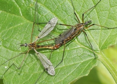 Tipula californica