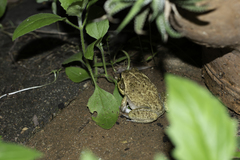 Ranoidea novaehollandiae