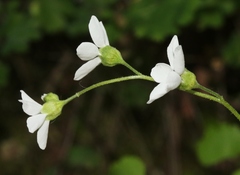 Lithophragma cymbalaria