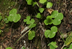 Lithophragma cymbalaria