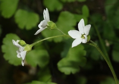 Lithophragma cymbalaria