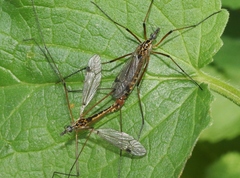 Tipula californica