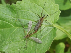 Tipula californica