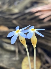 Voyria tenella