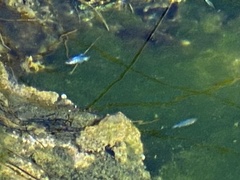 Cyprinodon nevadensis mionectes