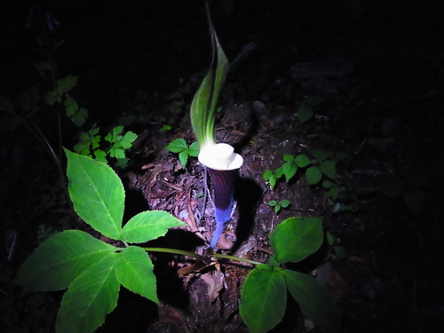 Image of Arisaema sikokianum by no rights reserved